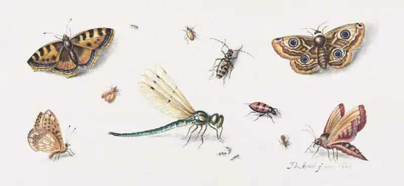 Insects, Butterflies, and a Dragonfly by Jan van Kessel